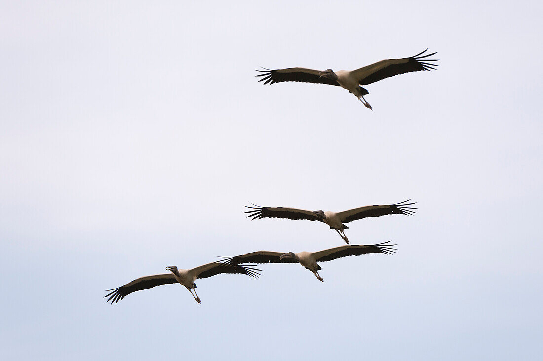 Holzstörche, Mycteria americana, im Flug.