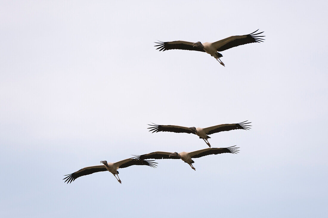 Wood storks, Mycteria americana, in flight.