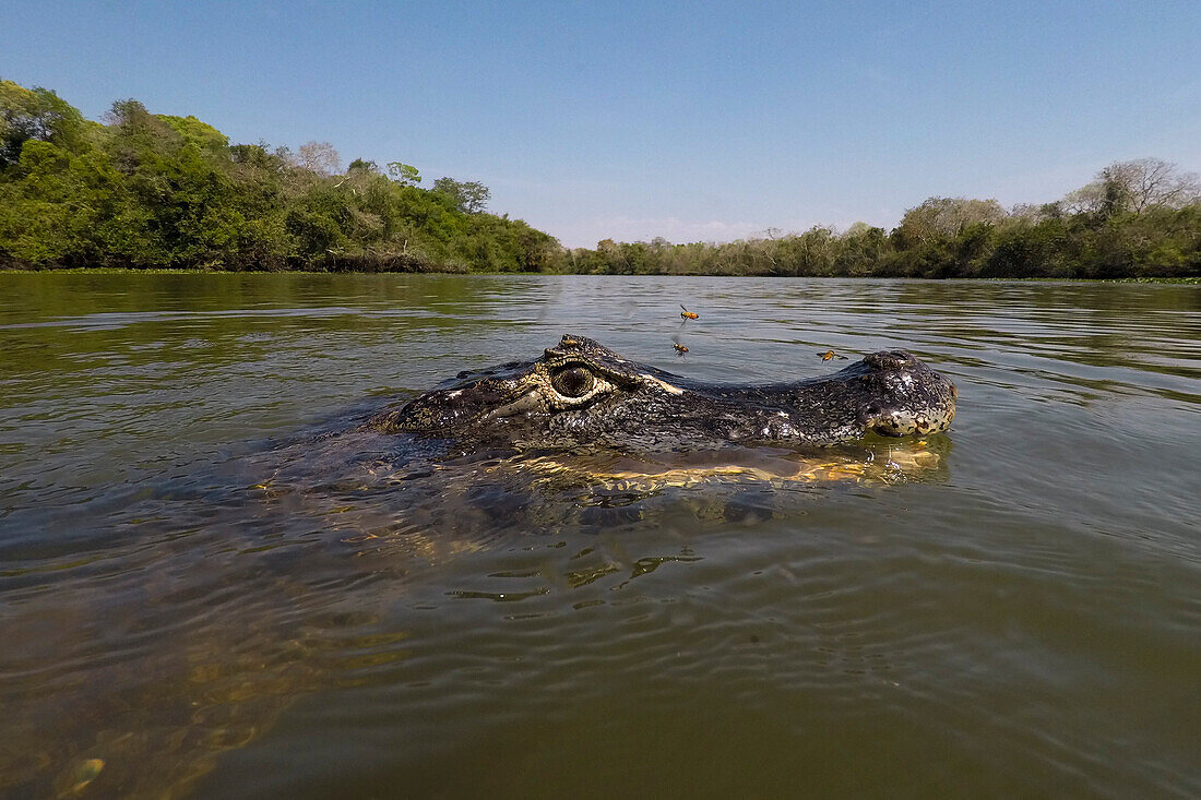 Nahaufnahme eines Jacare-Kaimans, Caiman yacare, im Rio Claro. Rio Claro, Pantanal, Mato Grosso, Brasilien