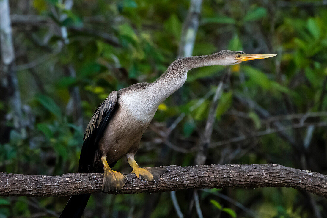 Ein Anhinga, Anhinga anhinga, hockt auf einem Ast.