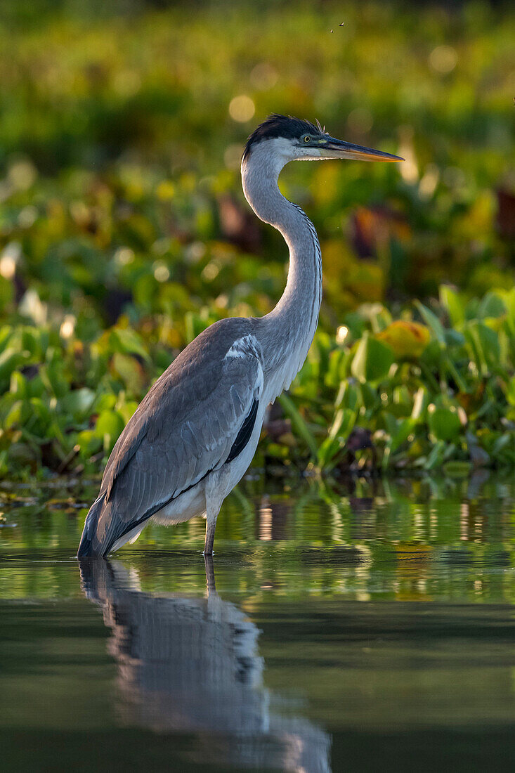 Porträt eines Kakireihers, Ardea cocoi. Rio Claro, Pantanal, Mato Grosso, Brasilien