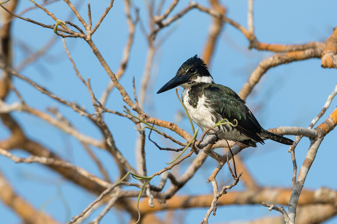 Amazon Kingfisher (Chloroceryle amazona), female, Pantanal, Mato Grosso, Brazil.