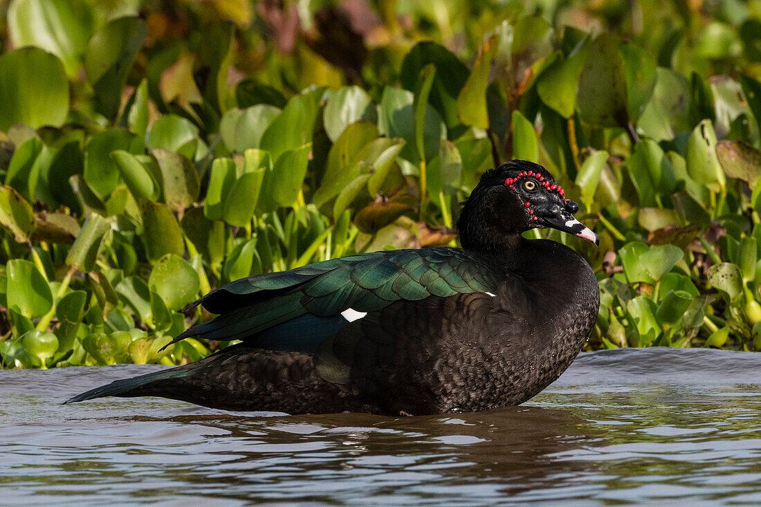A Muscovy duck, Cairina moschata, portrait. Rio Claro, Pantanal, Mato Grosso, Brazil