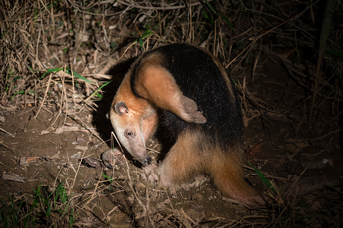 A southern tamandua, Tamandua tetradactyla, at night.