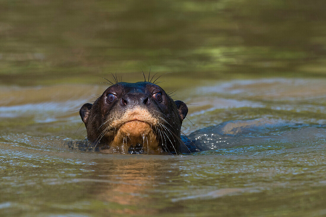 Porträt eines Riesenotters, Pteronura brasiliensis, der in die Kamera schaut. Pantanal, Mato Grosso, Brasilien