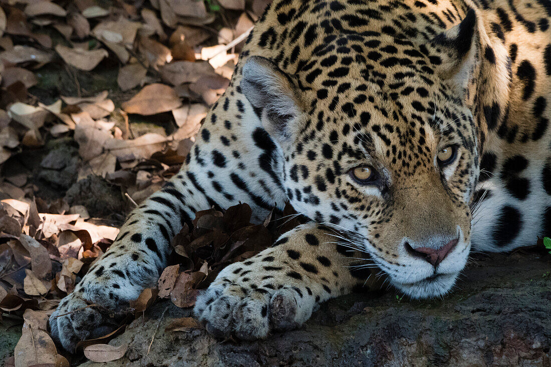 Nahaufnahme eines Jaguars, Panthera onca, der in die Kamera blickt. Pantanal, Mato Grosso, Brasilien