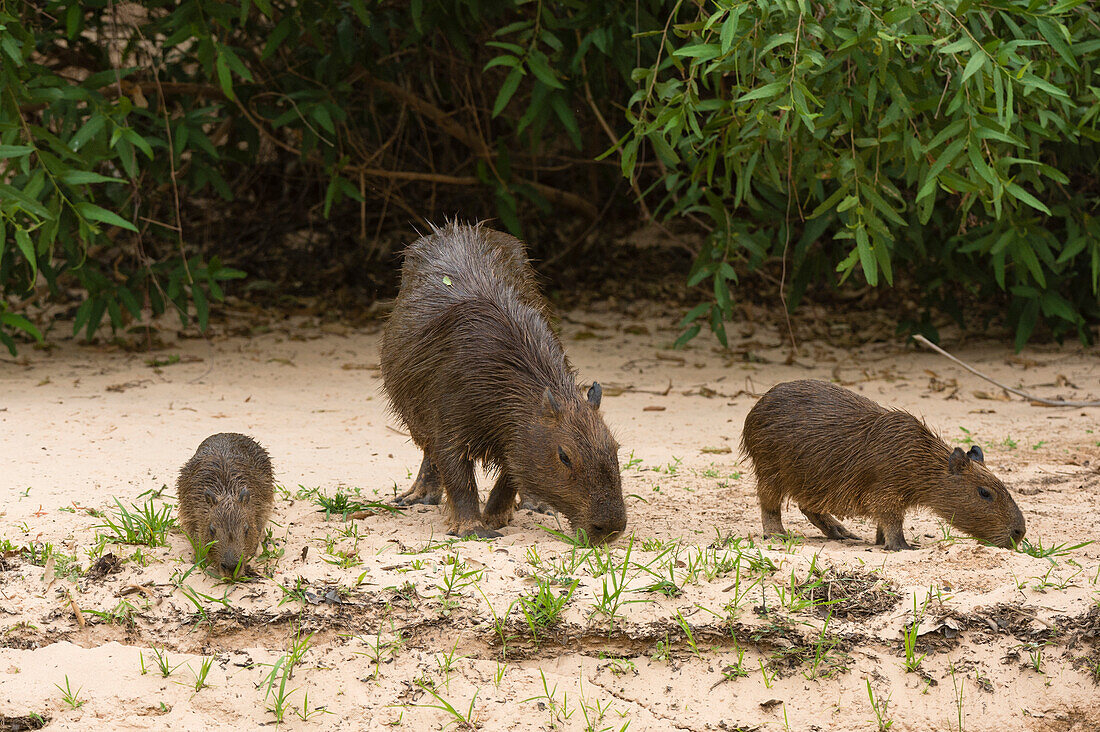 Ein Wasserschwein, Hydrochaerus hydrochaeris, mit Jungtieren.