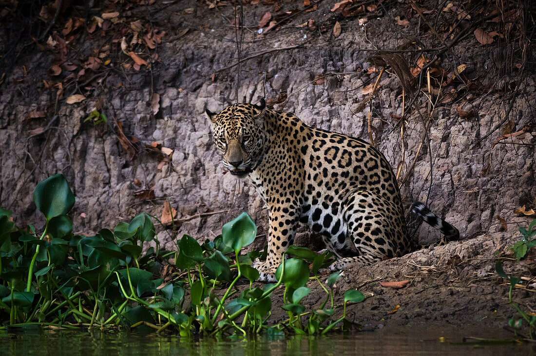 Ein Jaguar, Panthera onca, am Flussufer.