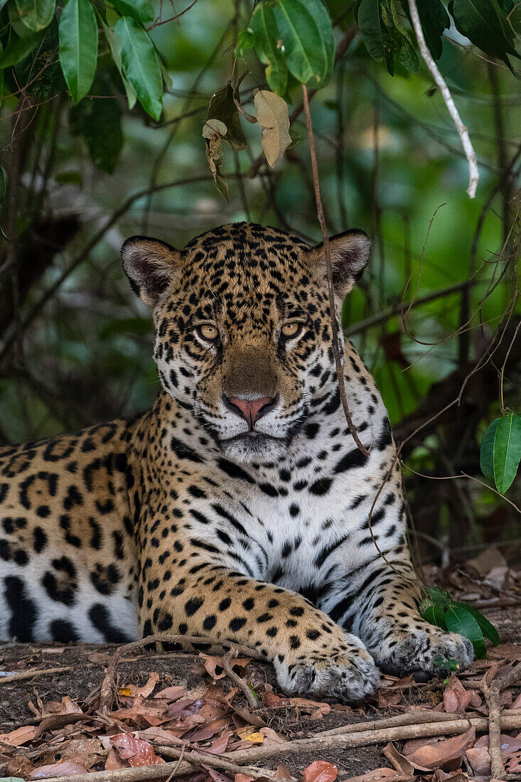 Ein Jaguar, Panthera onca, ruht sich im Schatten aus und schaut in die Kamera. Pantanal, Mato Grosso, Brasilien