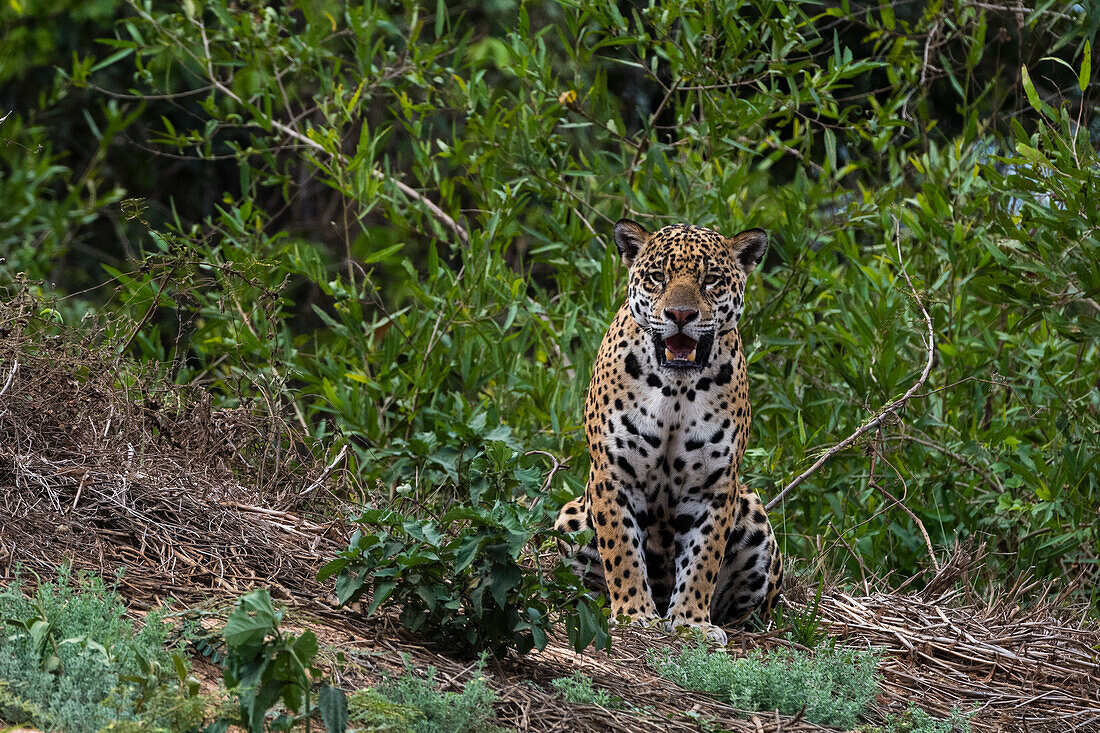 Ein Jaguar, Panthera onca, stehend.