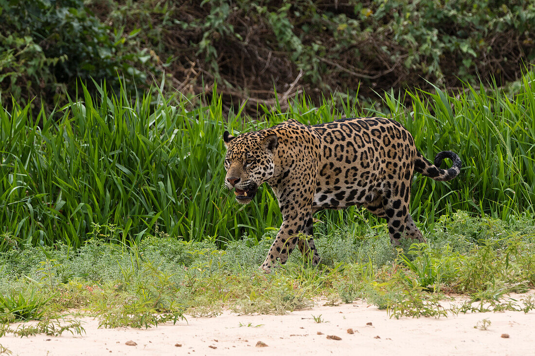 Jaguar (Panthera onca), Pantanal, Mato Grosso, Brazil.