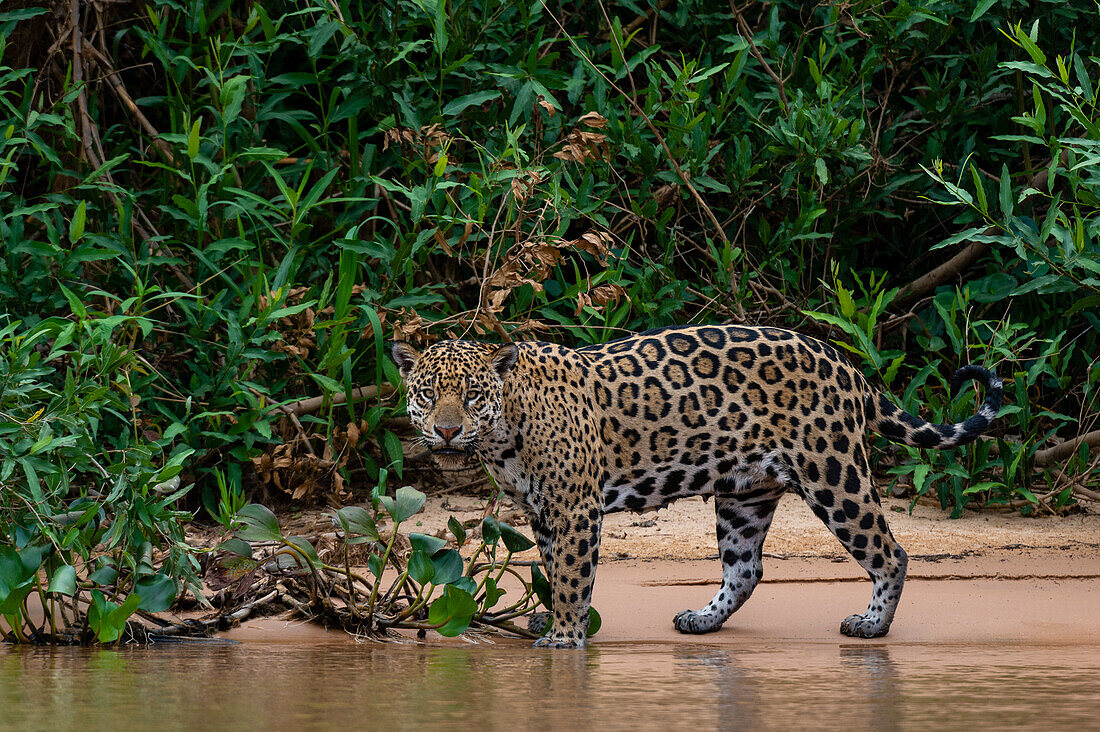 Ein Jaguar, Panthera onca, schaut in die Kamera. Pantanal, Mato Grosso, Brasilien