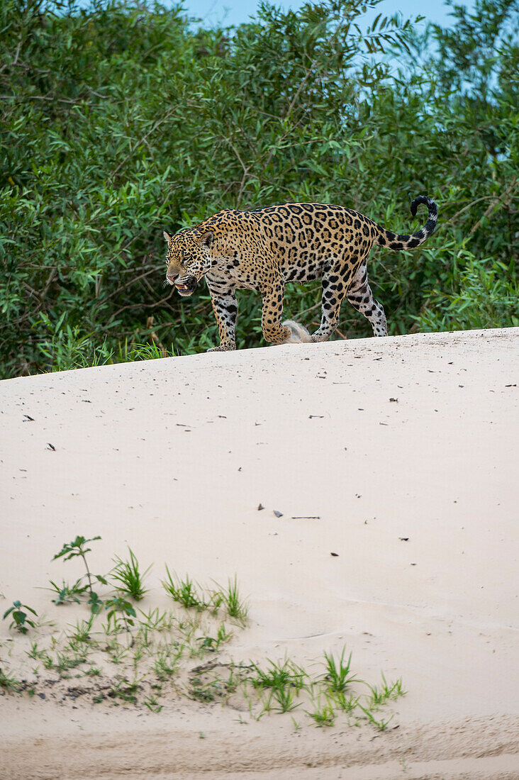 Jaguar (Panthera onca), Pantanal, Mato Grosso, Brasilien.