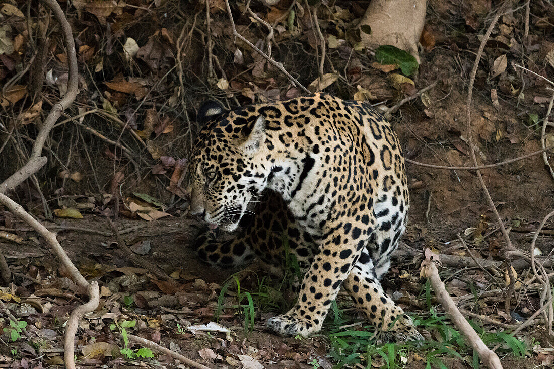 A jaguar, Panthera onca.