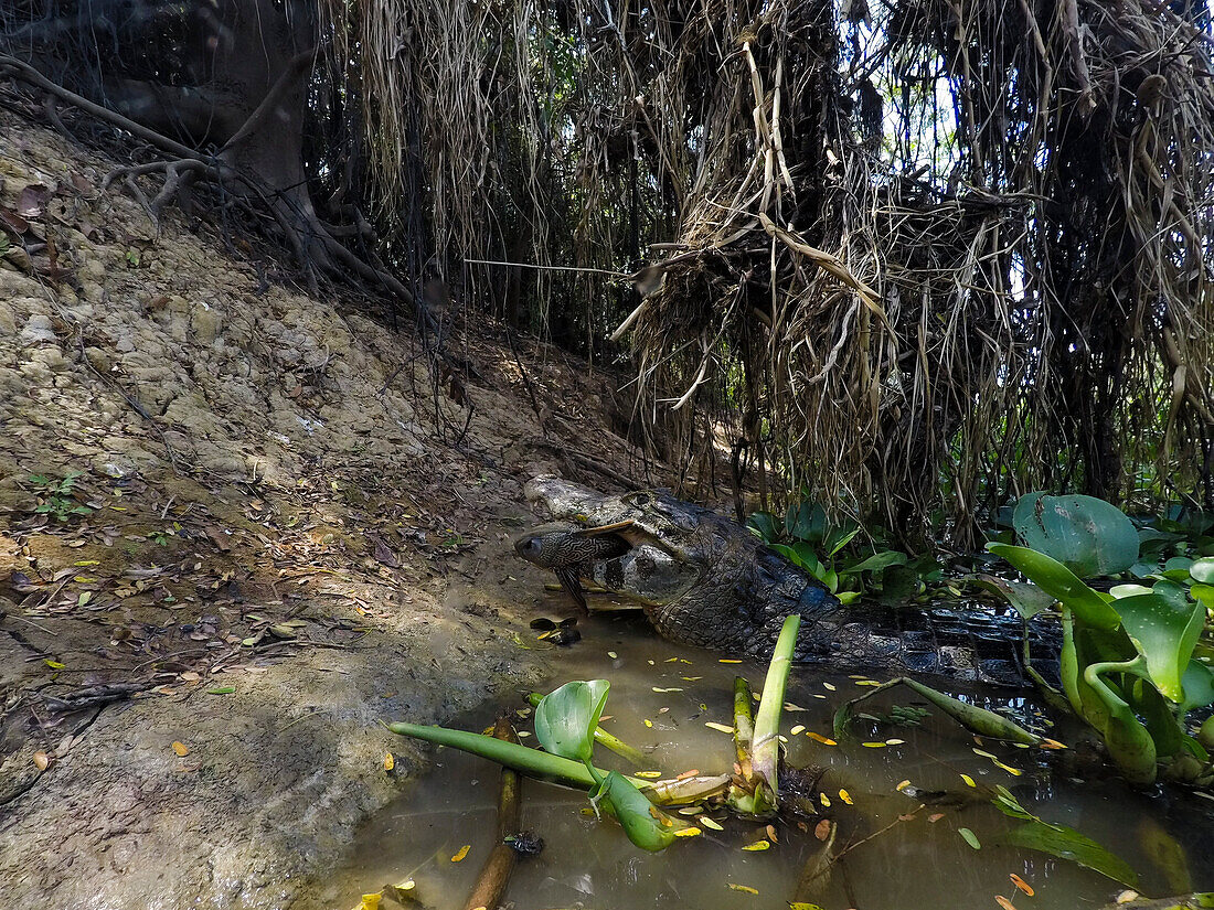 Jacare Caiman (Caiman yacare), Pantanal, Mato Grosso, Brazil.