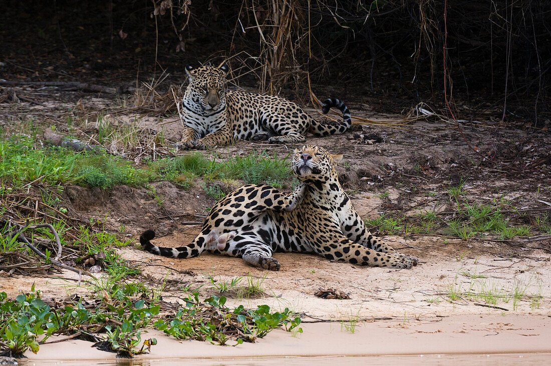 A pair of mating jaguars, Panthera onca, resting on the beach.