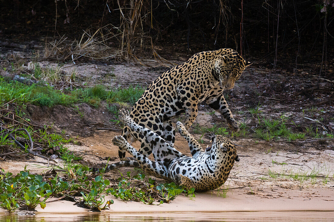 A pair of mating jaguars, Panthera onca, fighting. Pantanal, Mato Grosso, Brazil