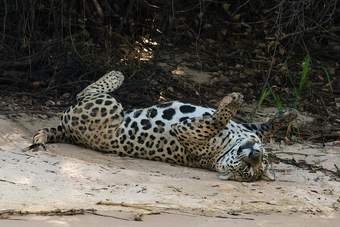 Ein Jaguar, Panthera onca, wälzt sich im Sand.