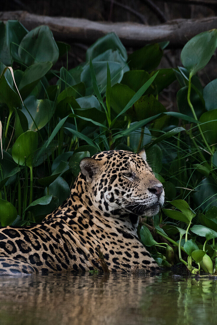Close up portrait of a jaguar, Panthera onca, in the water. Pantanal, Mato Grosso, Brazil
