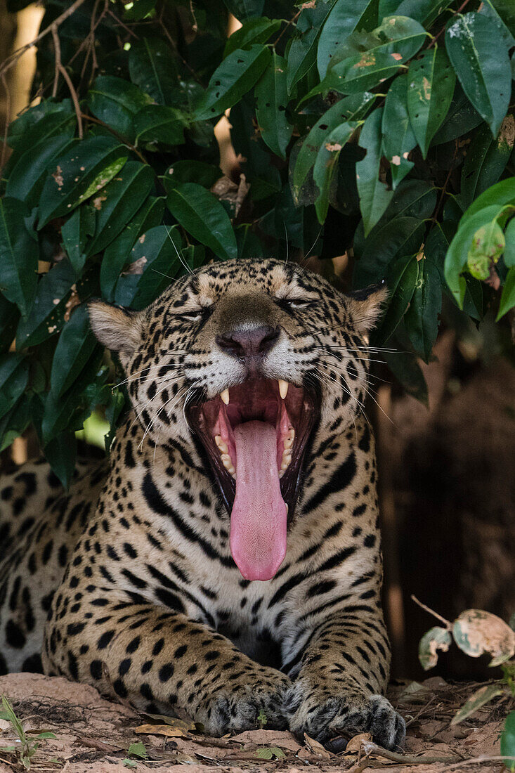 Close up portrait of a jaguar, Panthera onca, yawning. Pantanal, Mato Grosso, Brazil