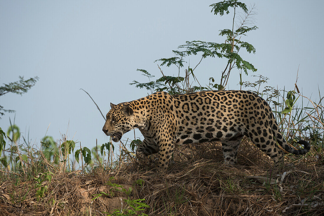 A jaguar, Panthera onca, walking.