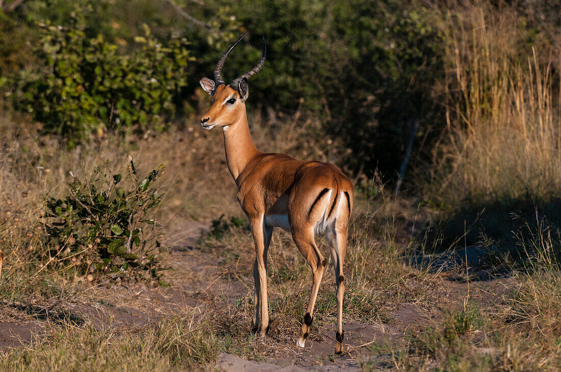 An impala, Aepyceros melampus, standing. Botswana