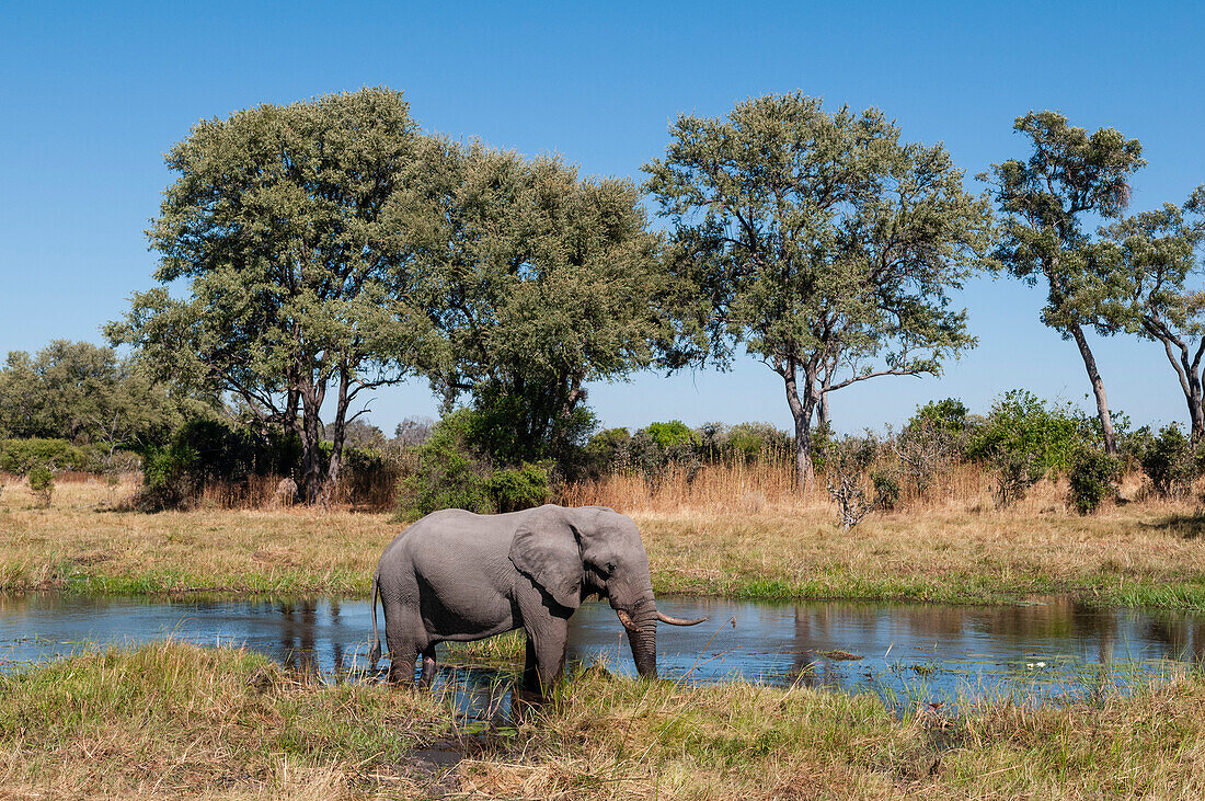 Ein afrikanischer Elefant, Loxodonta africana, am Ufer des Khwai-Flusses. Khwai-Fluss, Khwai-Konzessionsgebiet, Okavango-Delta, Botsuana.