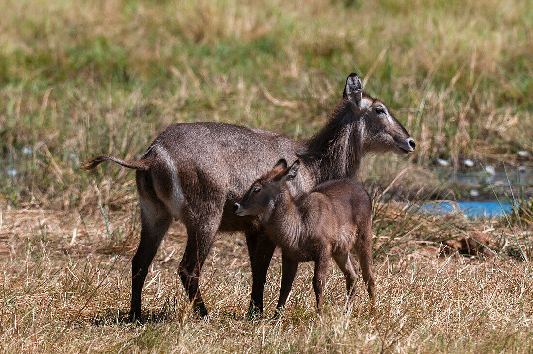 Ein weiblicher Wasserbock, Kobus ellipsiprymnus, und sein Kalb. Khwai-Konzessionsgebiet, Okavango-Delta, Botsuana.