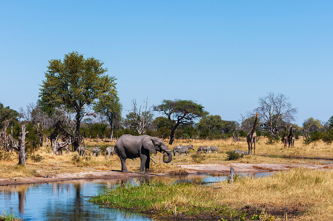 An African elephant, Loxodonta africana, plains zebras, Equus quagga, and southern giraffes, Giraffa camelopardalis, gathered at a waterhole. Khwai Concession Area, Okavango Delta, Botswana.