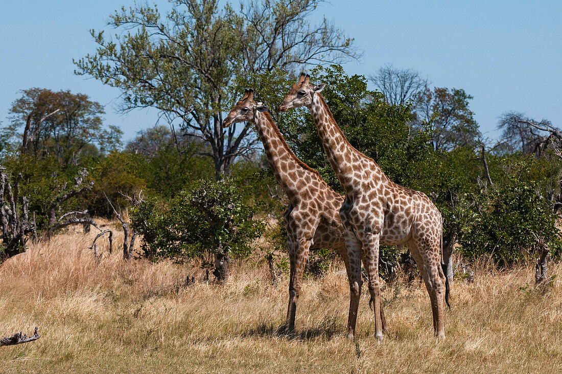 Ein Porträt von zwei aufmerksamen Südlichen Giraffen, Giraffa camelopardalis. Khwai-Konzessionsgebiet, Okavango-Delta, Botsuana.