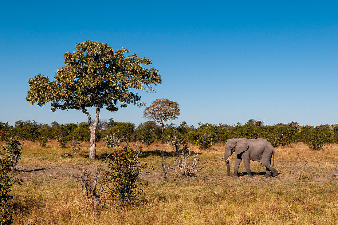 Ein afrikanischer Elefant, Loxodonta africana, bei einem Spaziergang in einer malerischen Landschaft. Khwai-Konzessionsgebiet, Okavango-Delta, Botsuana.