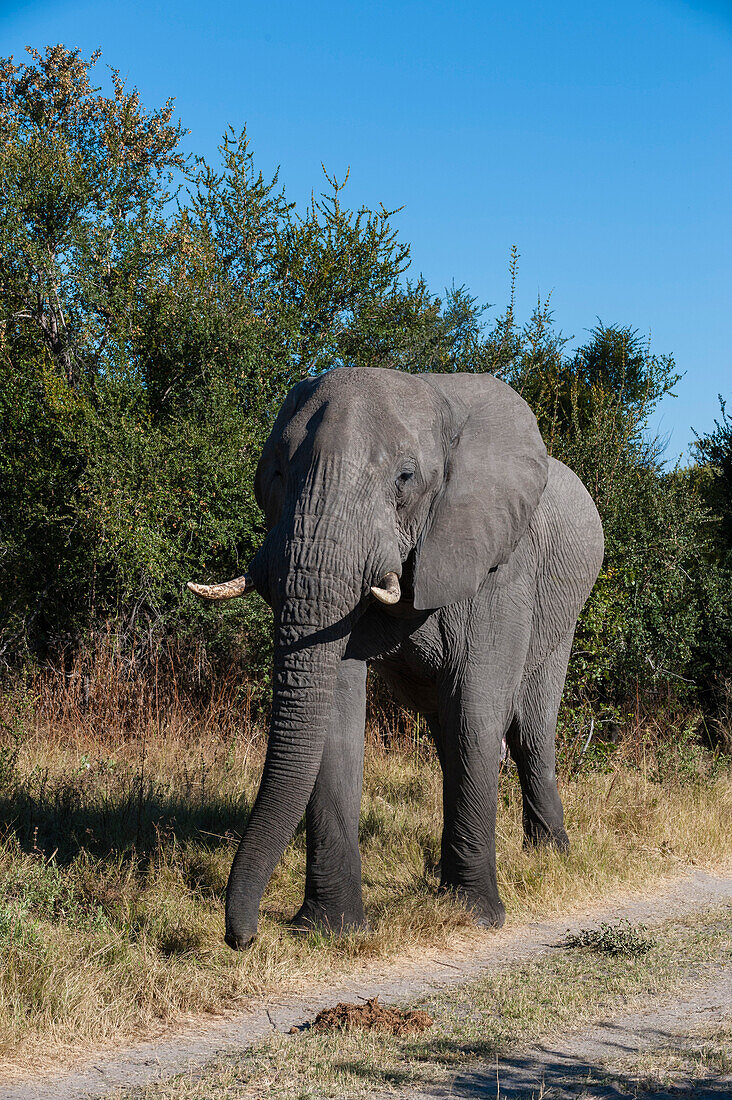 Porträt eines afrikanischen Elefanten, Loxodonta africana, der eine unbefestigte Straße entlangläuft. Khwai-Konzessionsgebiet, Okavango-Delta, Botsuana.