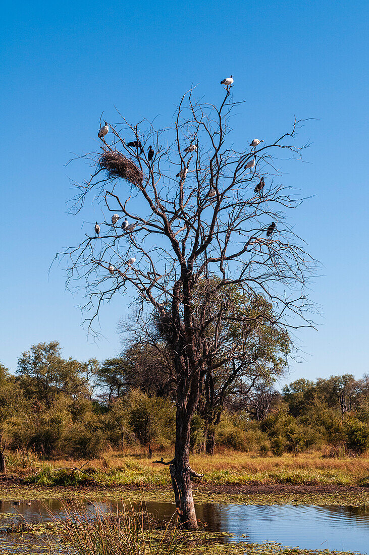 African sacred ibises, Threskiornis aethiopicus, and African openbill storks, Anastomus lamelligerus, perching in a dead tree. Khwai Concession Area, Okavango Delta, Botswana.