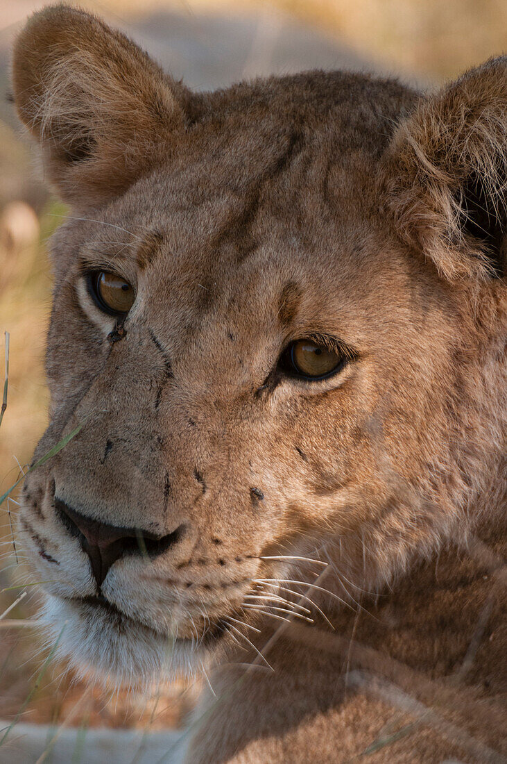 Nahaufnahme einer Löwin, Panthera leo. Khwai-Konzessionsgebiet, Okavango-Delta, Botsuana.