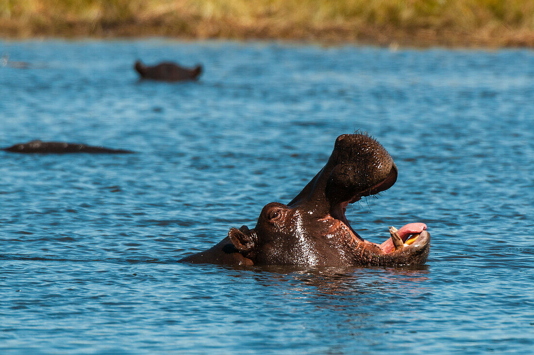 Ein Nilpferd, Hippopotamus amphibius, gähnt. Khwai-Konzessionsgebiet, Okavango-Delta, Botsuana.