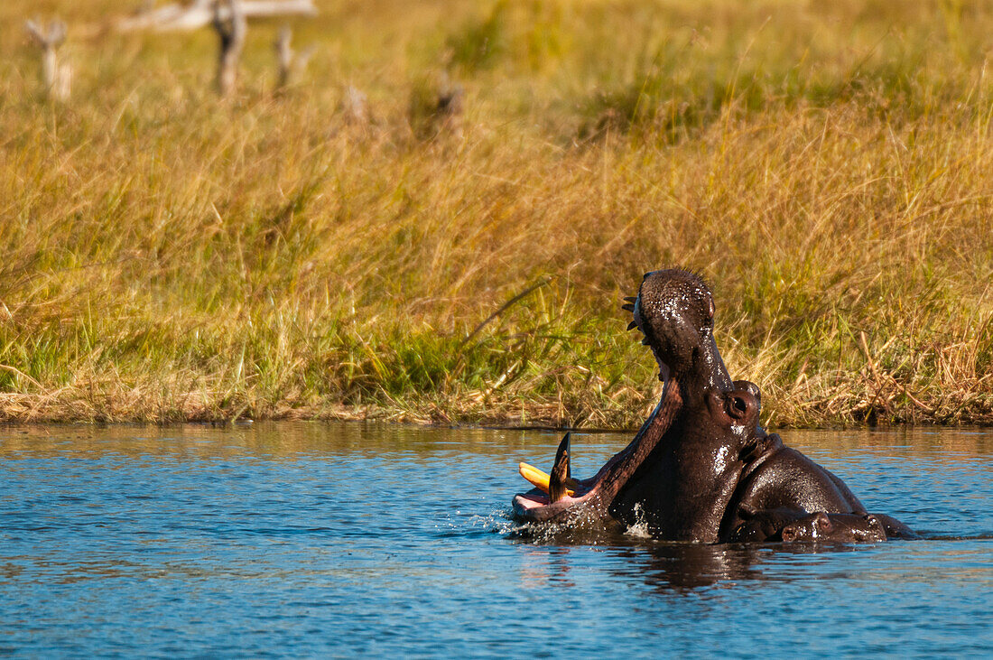 Ein Nilpferd, Hippopotamus amphibius, gähnt. Sein Kalb an seiner Seite. Khwai-Konzessionsgebiet, Okavango-Delta, Botsuana.