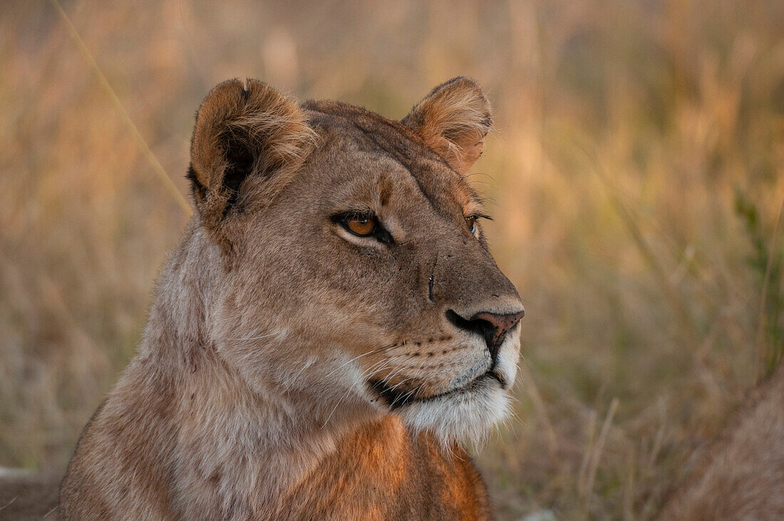 Porträt einer Löwin, Panthera leo. Khwai-Konzessionsgebiet, Okavango-Delta, Botsuana.