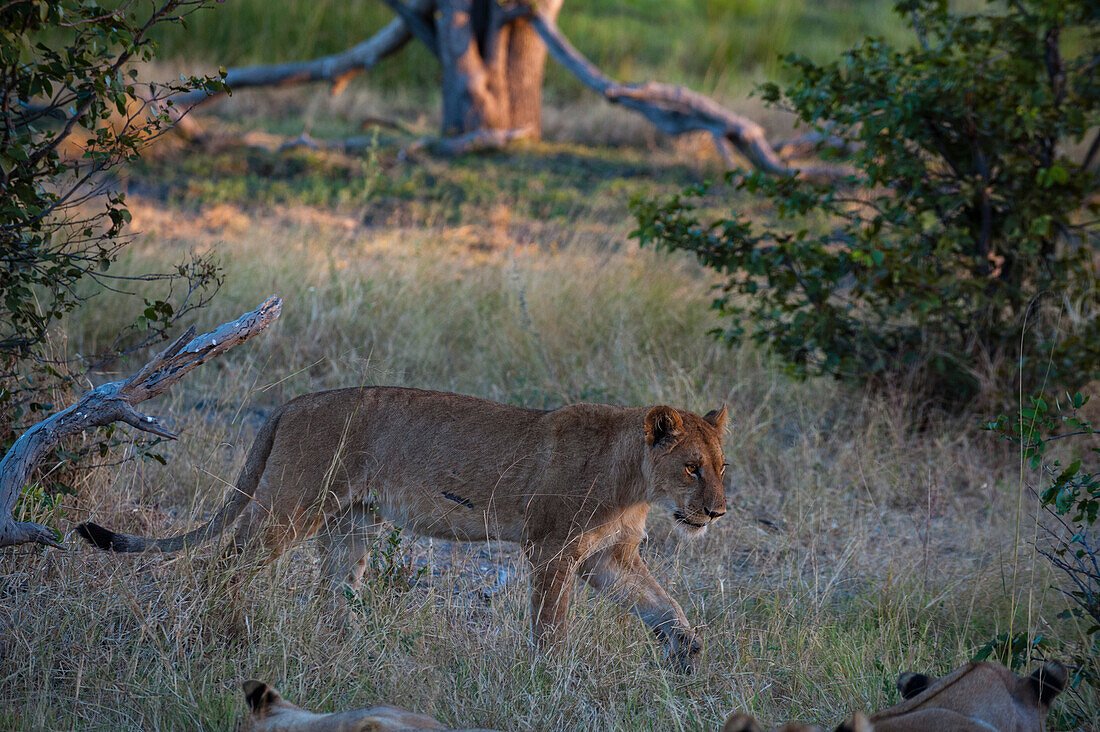 Portrait of a lioness, Panthera leo, walking. Khwai Concession Area, Okavango Delta, Botswana.