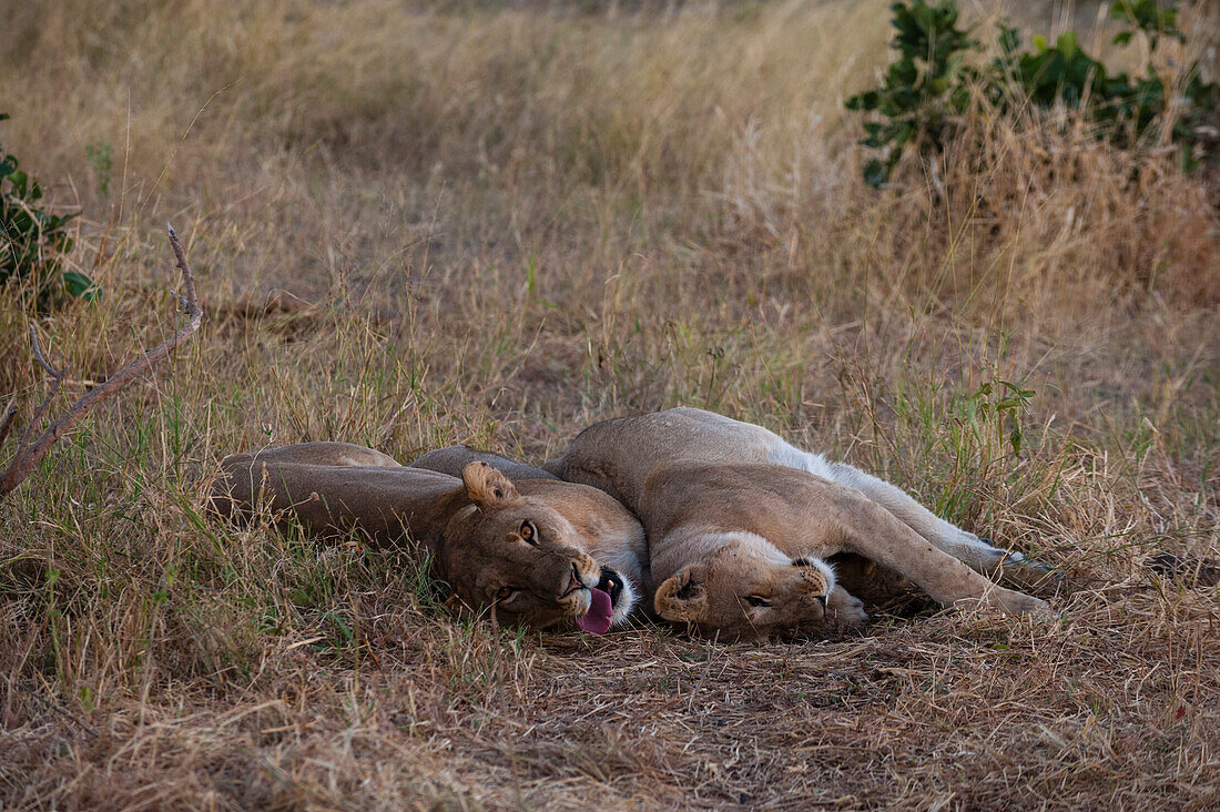 Ein Paar von Löwinnen, Panthera leo, ruht zusammen. Khwai-Konzessionsgebiet, Okavango-Delta, Botsuana.