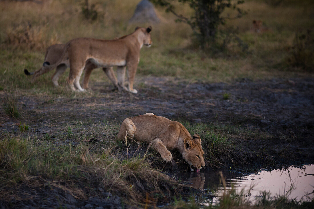 Eine Löwin, Panthera leo, trinkt von einem Wasserloch, während zwei weitere Löwen hinter ihr vorbeiziehen. Khwai-Konzessionsgebiet, Okavango-Delta, Botsuana.