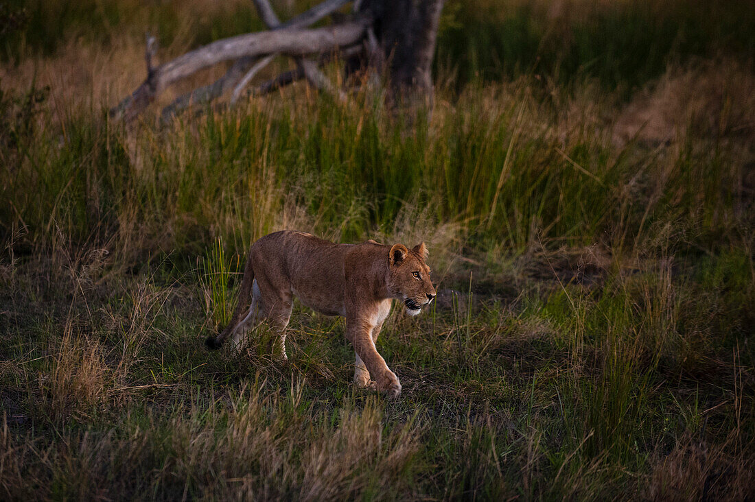 Lion (Panthera leo), Khwai Concession, Okavango Delta, Botswana.