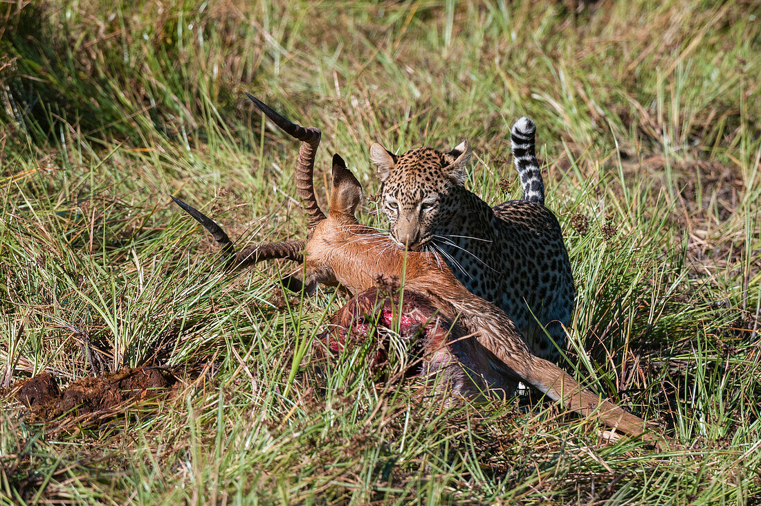 A leopard, Panthera pardus, feeding on an impala carcass, Aepyceros melampus. Khwai Concession Area, Okavango Delta, Botswana.