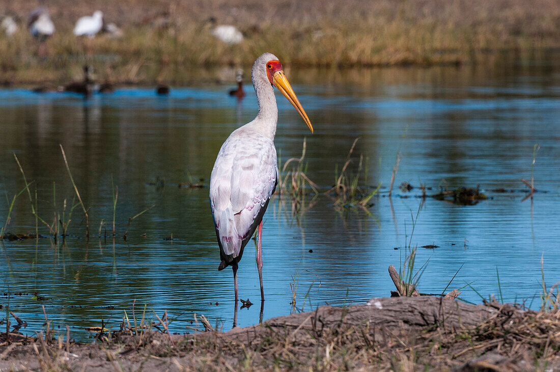 Ein Gelbschnabelstorch, Mycteria ibis, auf der Jagd am Wasser. Khwai-Konzessionsgebiet, Okavango-Delta, Botsuana.