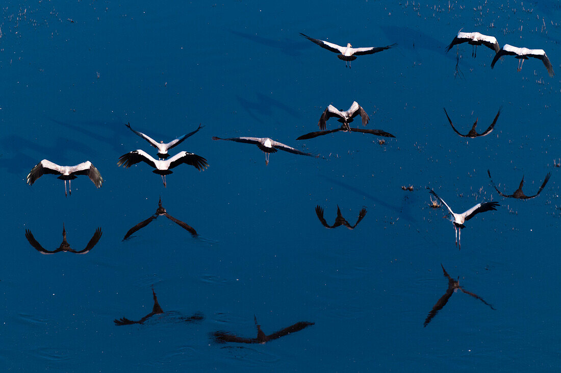 Luftaufnahme eines Schwarmes von Gelbschnabelstörchen, Mycteria ibis, im Flug. Okavango-Delta, Botsuana.