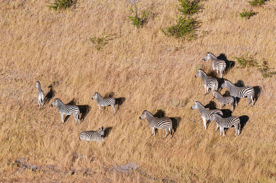 An aerial view of a herd of plains zebras, Equus quagga. Okavango Delta, Botswana.