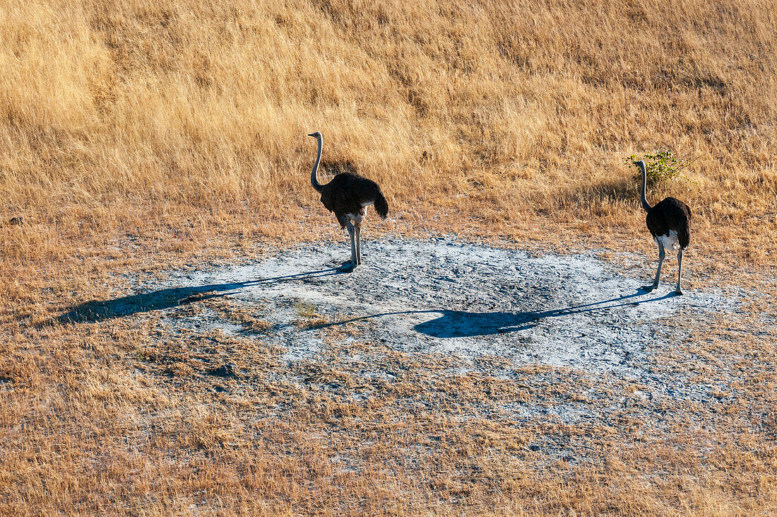 An aerial view of a pair of ostriches, Struthio camelus, and their nest. Okavango Delta, Botswana.
