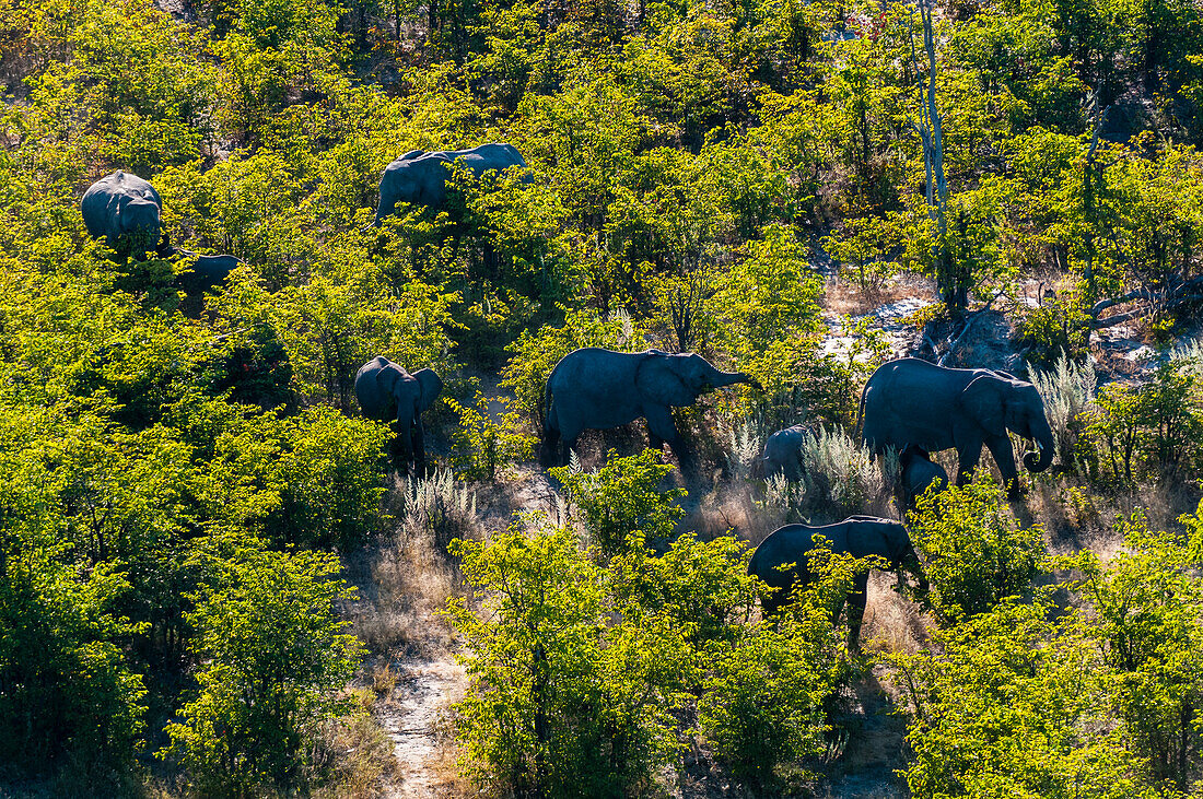 Luftaufnahme einer Herde afrikanischer Elefanten, Loxodonda africana, die durch dichten Mopane-Busch ziehen. Okavango-Delta, Botsuana.