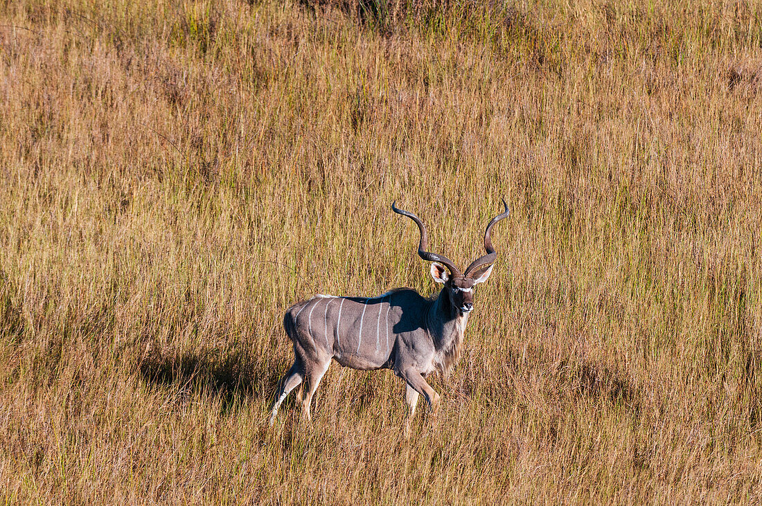 Aerial view of a male greater kudu, Tragelaphus strepsiceros. Okavango Delta, Botswana.