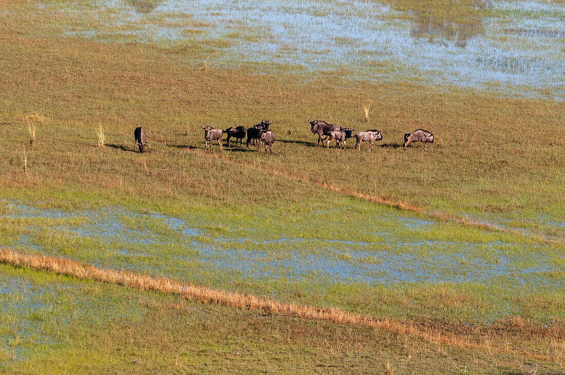 Luftaufnahme einer Herde von Streifengnus, Connochaetes taurinus, in einer Überschwemmungsebene des Okavango-Deltas. Okavango-Delta, Botsuana.