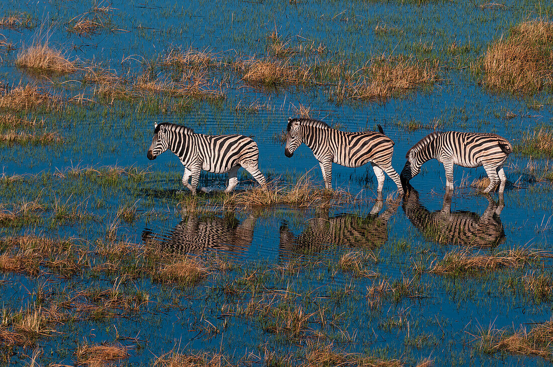 Luftaufnahme von Steppenzebras, Equus quagga, die in einer Okavango-Flutebene spazieren gehen. Okavango-Delta, Botsuana.